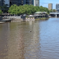 Cygnus atratus at Southbank, VIC - 14 Jan 2024 10:53 AM