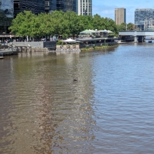 Cygnus atratus at Southbank, VIC - 14 Jan 2024 10:53 AM