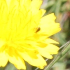 Unverified Beetle (Coleoptera) at Franklin Grassland (FRA_5) - 15 Jan 2024 by JenniM