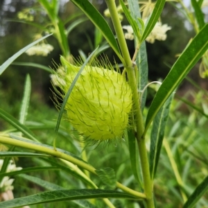 Gomphocarpus fruticosus at Cullendulla Creek Nature Reserve - 15 Jan 2024