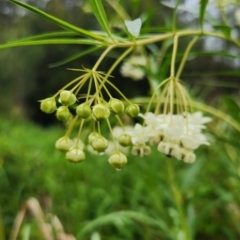 Gomphocarpus fruticosus at Cullendulla Creek Nature Reserve - 15 Jan 2024 03:55 PM