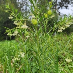 Gomphocarpus fruticosus at Cullendulla Creek Nature Reserve - 15 Jan 2024 03:55 PM