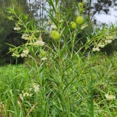 Gomphocarpus fruticosus at Cullendulla Creek Nature Reserve - 15 Jan 2024