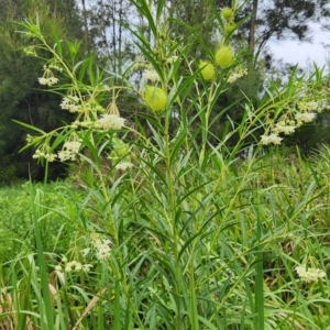 Gomphocarpus fruticosus at Cullendulla Creek Nature Reserve - 15 Jan 2024 03:55 PM