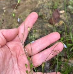 Wahlenbergia gracilis (Australian Bluebell) at Kangaroo Valley, NSW - 15 Jan 2024 by lbradley