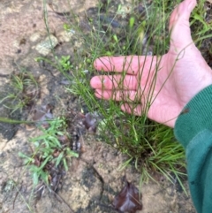 Wahlenbergia gracilis at Kangaroo Valley, NSW - 15 Jan 2024