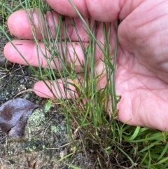 Wahlenbergia gracilis at Kangaroo Valley, NSW - 15 Jan 2024