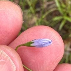 Wahlenbergia gracilis at Kangaroo Valley, NSW - suppressed