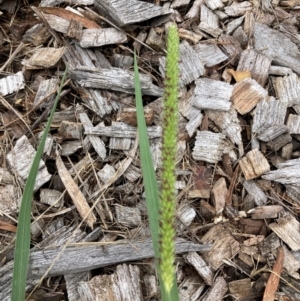 Setaria parviflora at Belconnen, ACT - 15 Jan 2024