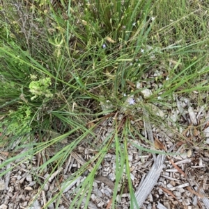 Setaria parviflora at Belconnen, ACT - 15 Jan 2024