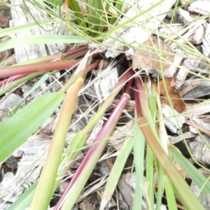 Setaria parviflora at Belconnen, ACT - 15 Jan 2024