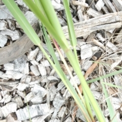 Setaria parviflora at Belconnen, ACT - 15 Jan 2024