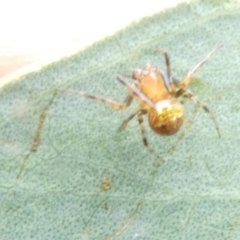 Araneus albotriangulus at Belconnen, ACT - 15 Jan 2024 by JohnGiacon