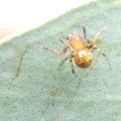 Araneus albotriangulus at Belconnen, ACT - 15 Jan 2024 by JohnGiacon
