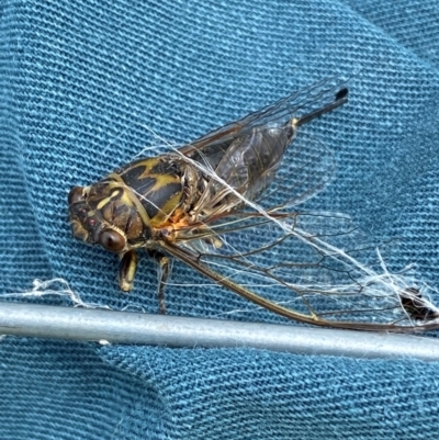 Galanga labeculata (Double-spotted cicada) at Whitlam, ACT - 15 Jan 2024 by SteveBorkowskis