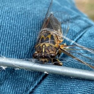 Galanga labeculata at Kama - 15 Jan 2024