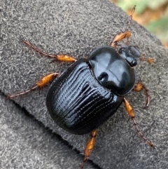 Anomalomorpha anthracina (Yellow-legged pasture scarab) at Kama - 15 Jan 2024 by SteveBorkowskis