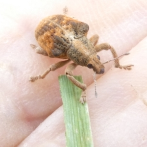 Gonipterus scutellatus at Emu Creek - 15 Jan 2024