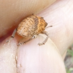 Gonipterus scutellatus at Emu Creek - 15 Jan 2024