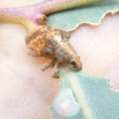 Gonipterus scutellatus at Emu Creek - 15 Jan 2024