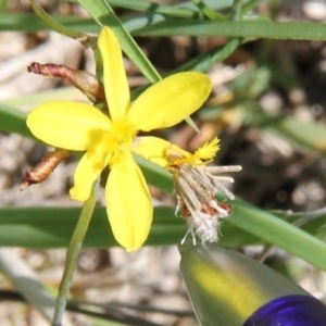 Heliocosma (genus - immature) at Franklin Grassland (FRA_5) - 13 Jan 2024