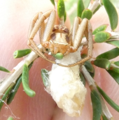 Runcinia acuminata (Pointy Crab Spider) at Emu Creek - 15 Jan 2024 by JohnGiacon