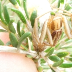 Runcinia acuminata at Emu Creek - 15 Jan 2024