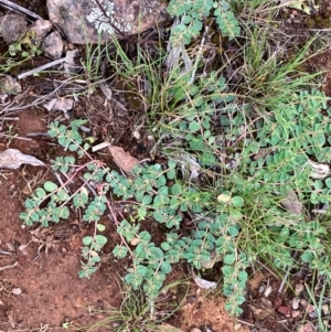 Euphorbia dallachyana at Hall, ACT - 8 Jan 2024