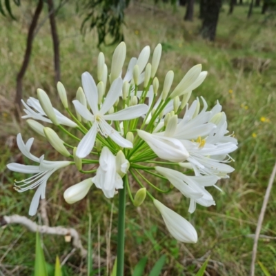 Agapanthus praecox subsp. orientalis (Agapanthus) at Isaacs Ridge and Nearby - 15 Jan 2024 by Mike