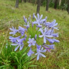 Agapanthus praecox subsp. orientalis at Isaacs Ridge and Nearby - 15 Jan 2024