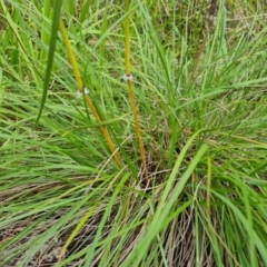 Sorghum leiocladum (Wild Sorghum) at Isaacs Ridge and Nearby - 15 Jan 2024 by Mike