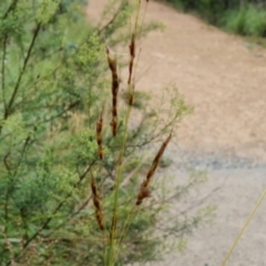 Sorghum leiocladum at Isaacs Ridge and Nearby - 15 Jan 2024 04:41 PM