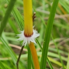 Sorghum leiocladum at Isaacs Ridge and Nearby - 15 Jan 2024