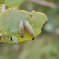 Paropsisterna m-fuscum (Eucalyptus Leaf Beetle) at Isaacs, ACT - 15 Jan 2024 by Mike