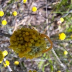 Geometridae (family) IMMATURE at Franklin Grassland (FRA_5) - 13 Jan 2024 by JenniM
