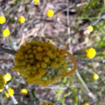 Geometridae (family) IMMATURE at Franklin Grassland (FRA_5) - 13 Jan 2024 by JenniM