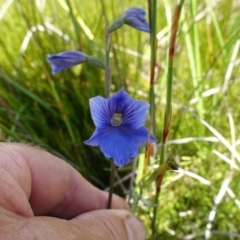 Thelymitra cyanea (Veined Sun Orchid) at Nurenmerenmong, NSW - 8 Jan 2022 by peterchandler