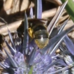 Lasioglossum (Chilalictus) sp. (genus & subgenus) (Halictid bee) at Franklin Grassland (FRA_5) - 13 Jan 2024 by JenniM