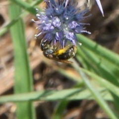 Lasioglossum (Chilalictus) sp. (genus & subgenus) at Franklin Grassland (FRA_5) - 13 Jan 2024 12:48 PM