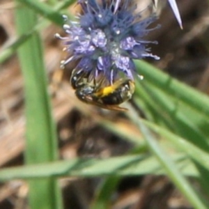 Lasioglossum (Chilalictus) sp. (genus & subgenus) at Franklin Grassland (FRA_5) - 13 Jan 2024