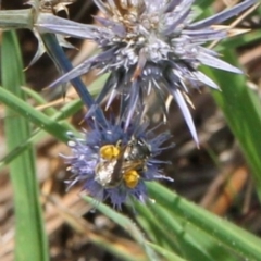 Lasioglossum (Chilalictus) sp. (genus & subgenus) at Franklin Grassland (FRA_5) - 13 Jan 2024