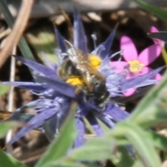 Lasioglossum (Chilalictus) sp. (genus & subgenus) at Franklin Grassland (FRA_5) - 13 Jan 2024