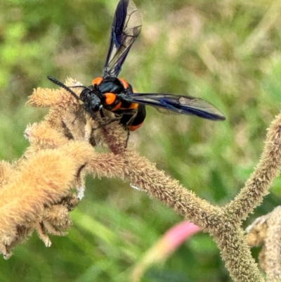 Lophyrotoma interrupta (Cattle Poisoning Sawfly) at Higgins, ACT - 15 Jan 2024 by SarahE