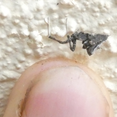 Philoponella congregabilis (Social house spider) at Flea Bog Flat to Emu Creek Corridor - 14 Jan 2024 by JohnGiacon