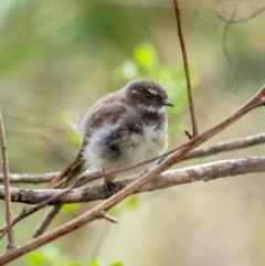 Rhipidura albiscapa (Grey Fantail) at Bundanoon - 12 Jan 2024 by Aussiegall