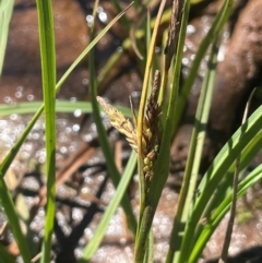 Carex gaudichaudiana (Fen Sedge) at Nurenmerenmong, NSW - 11 Jan 2024 by JaneR