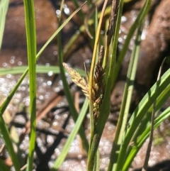 Carex gaudichaudiana (Fen Sedge) at The Tops at Nurenmerenmong - 12 Jan 2024 by JaneR