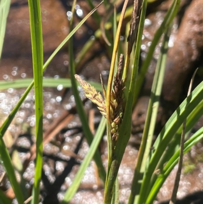 Carex gaudichaudiana (Fen Sedge) at The Tops at Nurenmerenmong - 12 Jan 2024 by JaneR