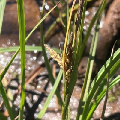 Carex gaudichaudiana (Fen Sedge) at The Tops at Nurenmerenmong - 11 Jan 2024 by JaneR