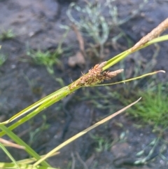 Carex gaudichaudiana at The Tops at Nurenmerenmong - 12 Jan 2024 10:17 AM